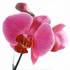 flower 2